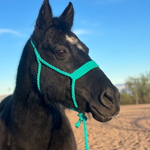 Turquoise Mule Tape Horse Halter