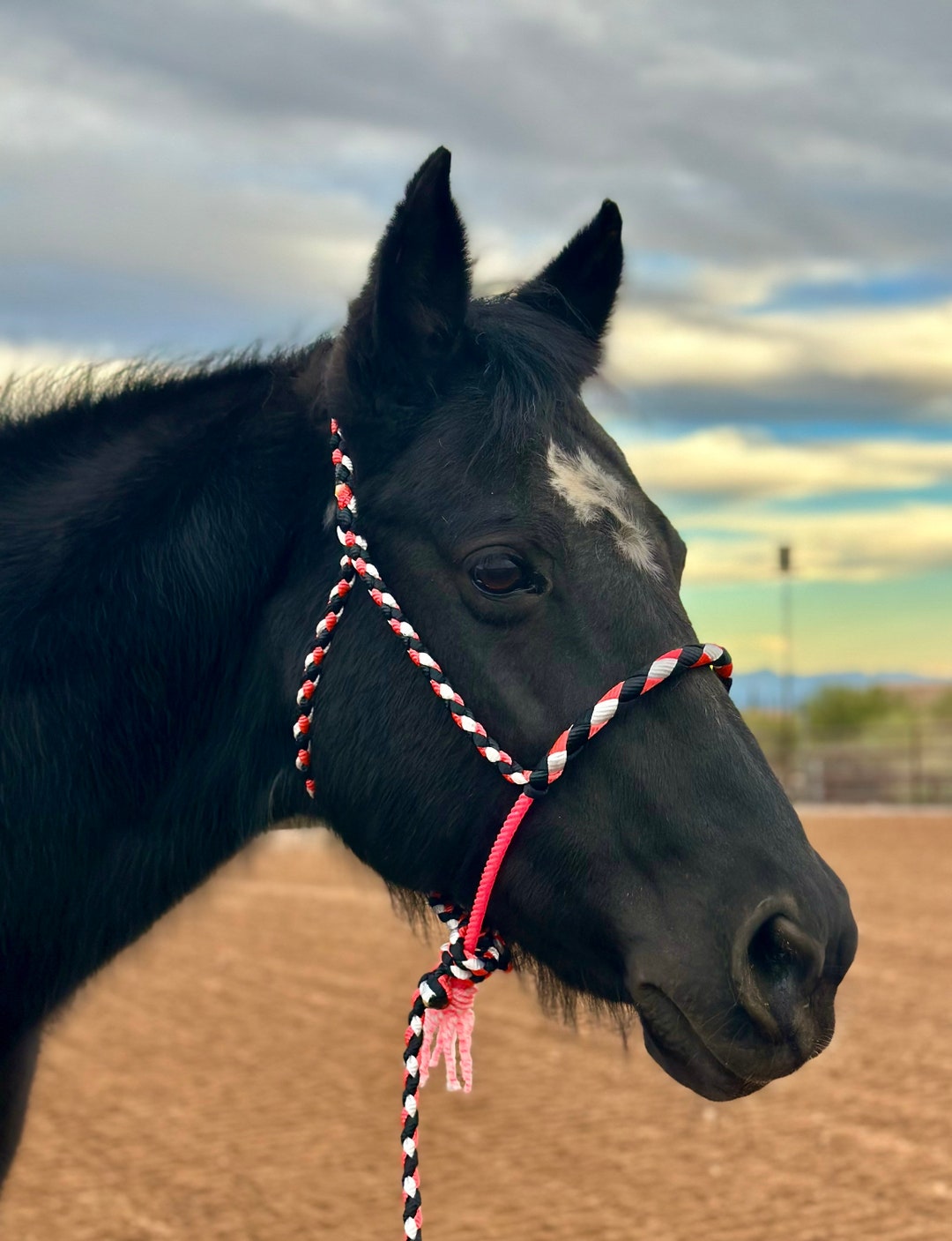 Mule Tape Horse Halter With Rope Noseband Etsy