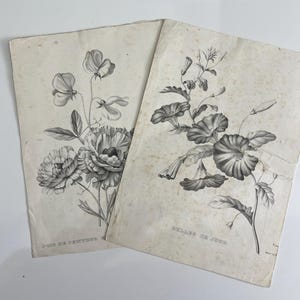 Imágenes florales digitales italianas