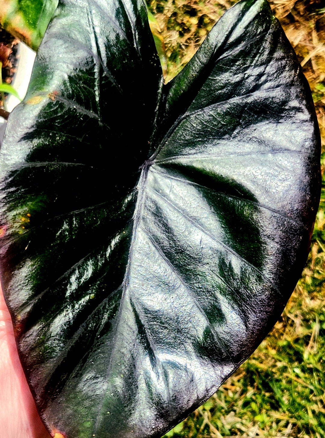 Elephant Ear Bulb corm, 'diamond Head', Now Shipping Etsy