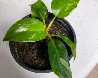 May include: A small potted plant with green and white variegated leaves. The plant is in a black plastic pot with brown soil.