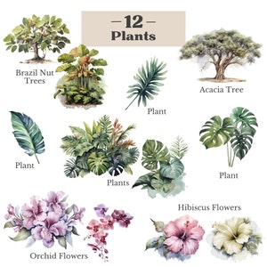 May include: A watercolor illustration of 12 different plants, including Brazil Nut Trees, Acacia Tree, Hibiscus Flowers, Orchid Flowers, and various tropical plants. The illustration is labeled "12 Plants".