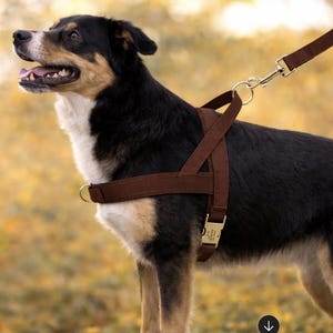 Puede incluir: Un arnés marrón para perros con una correa a juego. El arnés es de material marrón oscuro con herrajes metálicos dorados. El perro tiene pelaje negro, marrón y blanco.