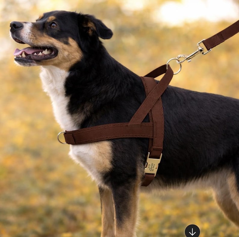 May include: A brown dog harness with a matching leash. The harness is made of a dark brown material with gold-colored metal hardware. The dog has black and tan fur.