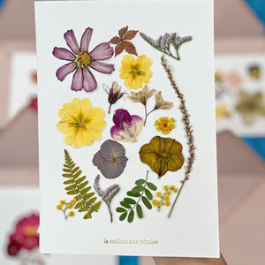 Postal mini herbario