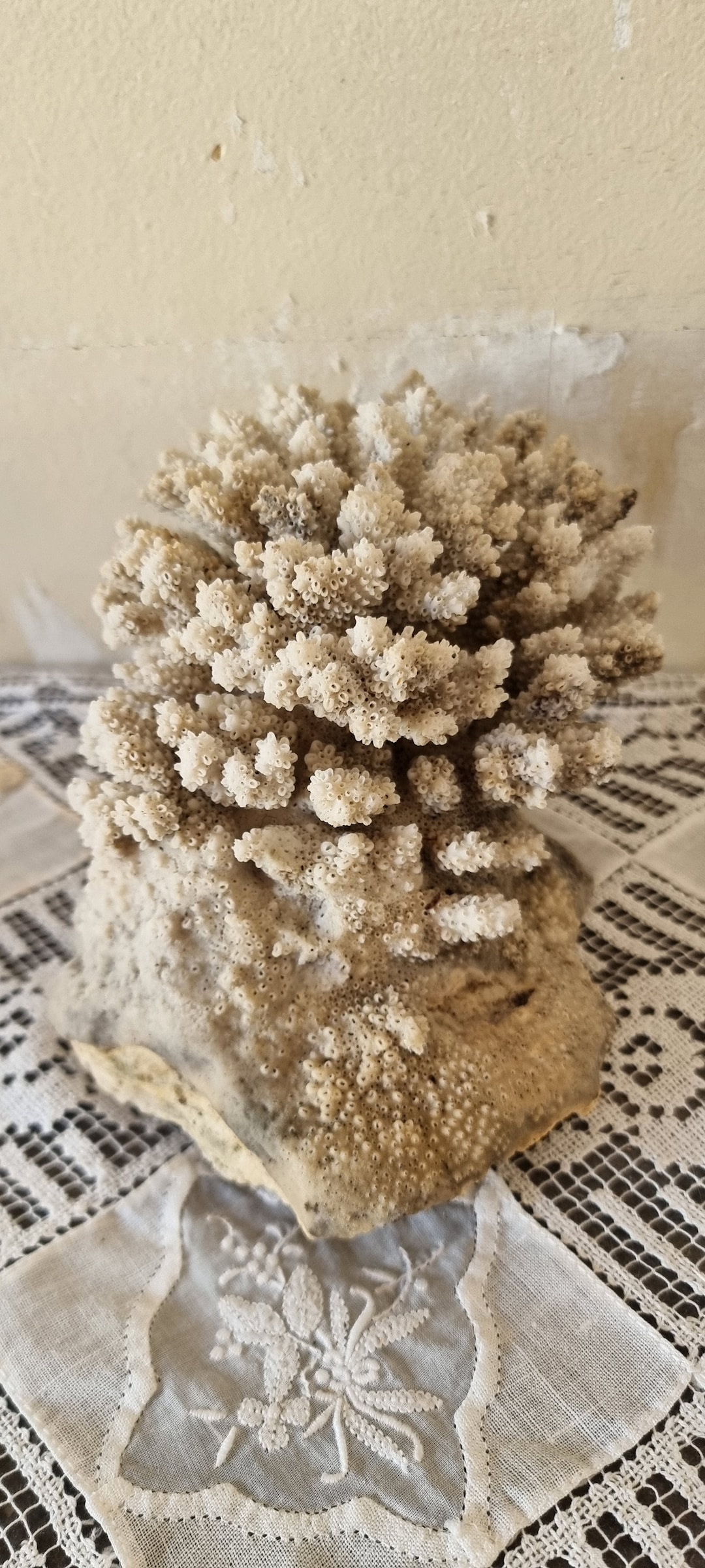 Large Coral, Natural Coral Tree, White Coral, Natural Coral Sea, Large