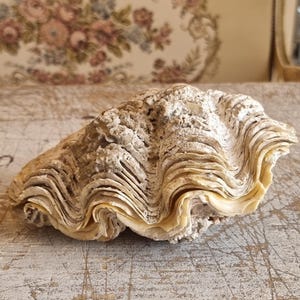 Può includere: Una grande conchiglia strutturata con una tavolozza di colori crema e beige. Il guscio ha un design a strati e ondulato e poggia su una superficie di legno chiaro e usurato. Lo sfondo presenta una testiera a motivi floreali.