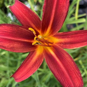 Hemerocallis 'Autumn Red' Day Lily  hardy perennial garden plant in 1 litre plant pot
