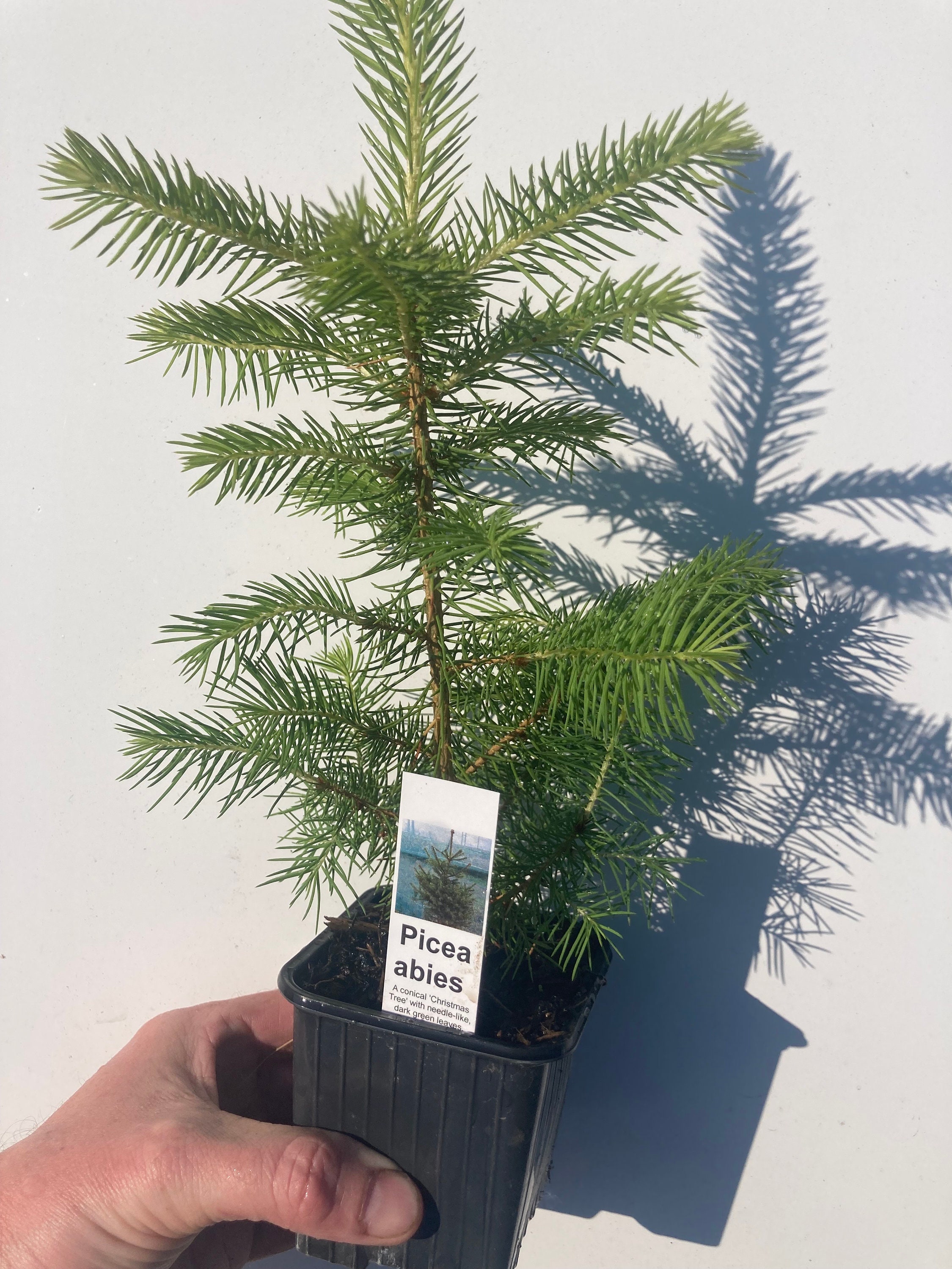 Picea Abies Norway Spruce Christmas Tree Conifer 2040cm Etsy UK