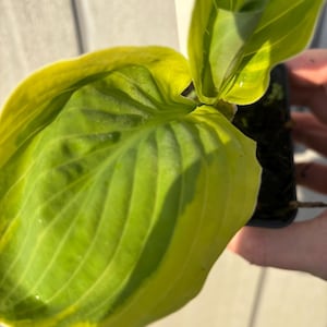 Hosta 'Carnival' plant in 9cm pot, Plantain Lily with Lavender Flowers, Green and Yellow Leaves.  Hardy Garden Perennial Plant, UK Grown