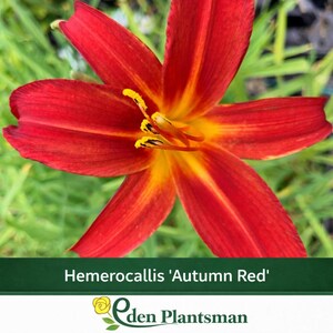 May include: A close-up of a vibrant red Hemerocallis 'Autumn Red' flower with yellow accents. The flower has six petals and prominent stamens. The image includes the text "Hemerocallis 'Autumn Red'" and the Eden Plantsman logo.