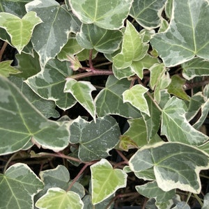 May include: Close-up of English ivy plant with green and white variegated leaves. The leaves have a classic ivy shape and are arranged densely. The stems are reddish-brown. The plant is likely used for decorative purposes.