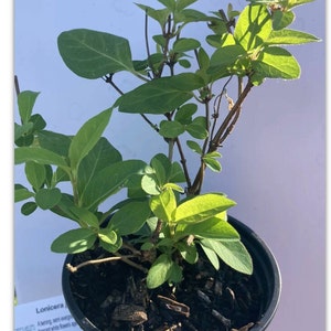 philodendron splendid vs verrucosum Philodendron Splendid | Verrucosum x melanochrysum hybrid main image 0