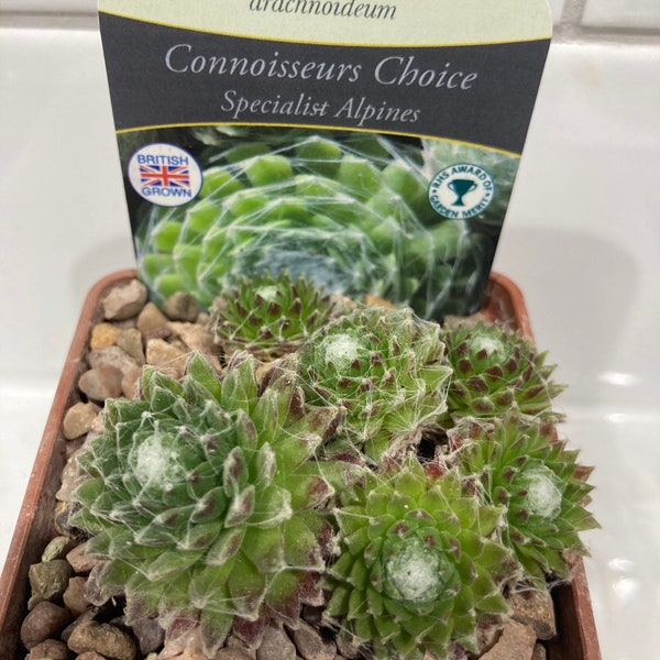 Garden Plant, Succulent Hens and Chicks, Sempervivum arachnoideum, Hobweb Houseleek 7cm pot Alpine Trough Plant, Garden Gift, Hardy