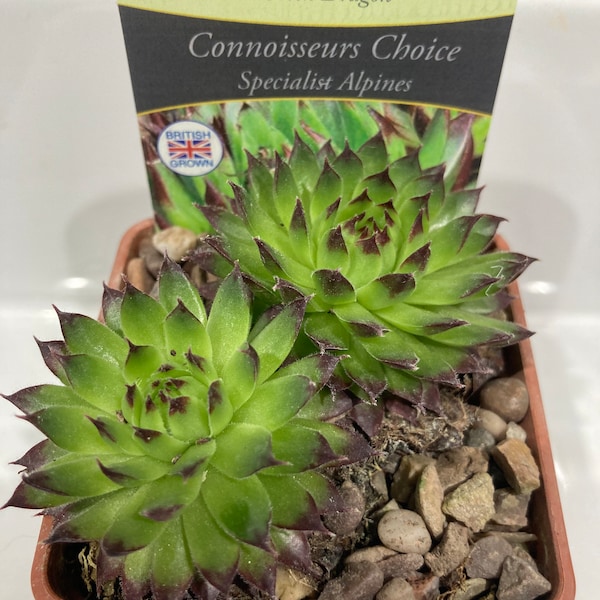 Sempervivum 'GREEN DRAGON' Alpine Succulent Chicks Trough Plants Houseleek for Pots and Rockeries British Grown Garden Ready Hardy Plant