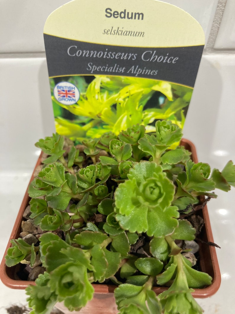 10 Talee Di Sedum Kimmachii Messicano – Talee Non Radicate Per Giardino Roccioso E Succulente