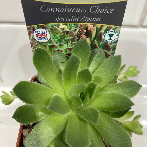 Sempervivum giuseppii in 7cm Pot Alpine Succulent Chicks Trough Plants Garden Houseleek British Grown