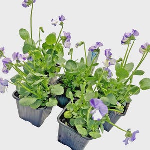 May include: Four black plastic square pots containing small pansy plants with green leaves and light purple and white flowers. Each plant has thin stems extending upward with delicate petals. A small white plant tag is visible in one pot.
