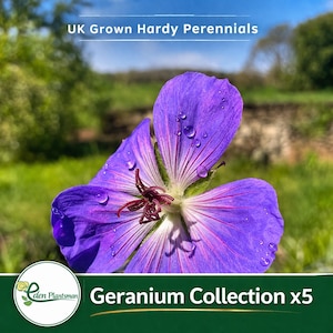 May include: A close-up of a vibrant purple geranium flower with water droplets on its petals. The flower has dark red veins and a dark red center. The text "UK Grown Hardy Perennials" is at the top, and "Geranium Collection x5" is at the bottom.