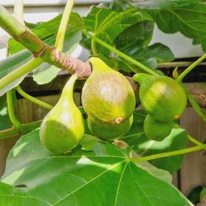 May include: A close-up shot of a fig tree branch laden with green figs. The figs, pear-shaped, show a hint of purple. Large, textured green leaves frame the figs, with sunlight highlighting the scene. The branch is a mix of brown and green.