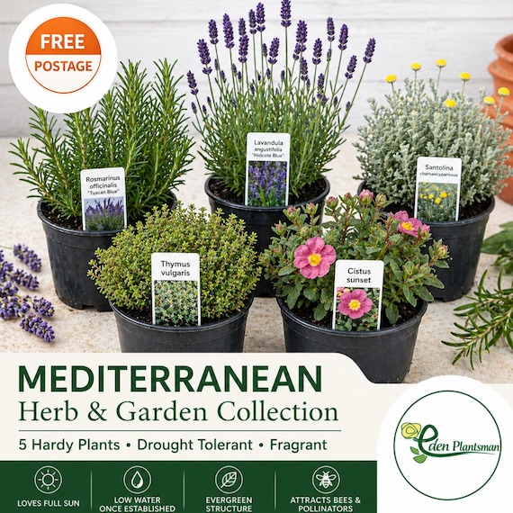 Mediterranean Herb & Shrub Plants x5 Collection Lavender Thyme etc. in Pots UK