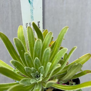 May include: A close-up of a Saxifraga plant with bright green leaves and a central rosette. The leaves have a slightly fuzzy texture and are edged with a lighter green. A plant tag is visible with the name "Saxifraga" and other text.