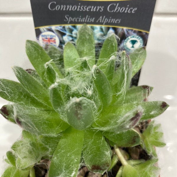 Sempervivum arachnoideum subsp. tomentosum in 7cm pot Alpine Succulent Chicks Trough Plants Garden Ready Houseleek British Grown