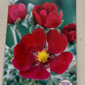 Potentilla 'Red Giant' Plant, Hardy Red Perennial posted out bare rooted.