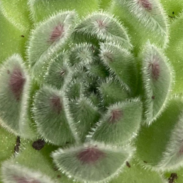 Sempervivum GREYFRIARS Alpine Succulent Chicks Trough Plants Garden Houseleek