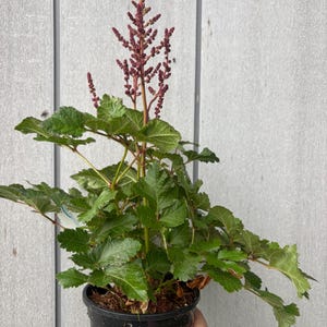 May include: A potted plant with green leaves and a tall, reddish-purple flower spike. The plant is in a black plastic pot, held by a hand. The background is a light grey wooden wall.