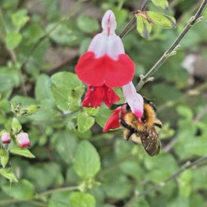 May include: A fuzzy bumblebee with black and yellow stripes is perched on a vibrant red and white salvia flower. The flower features a distinct two-toned petal structure with a bright red lower lip and a white upper hood, surrounded by green leaves.