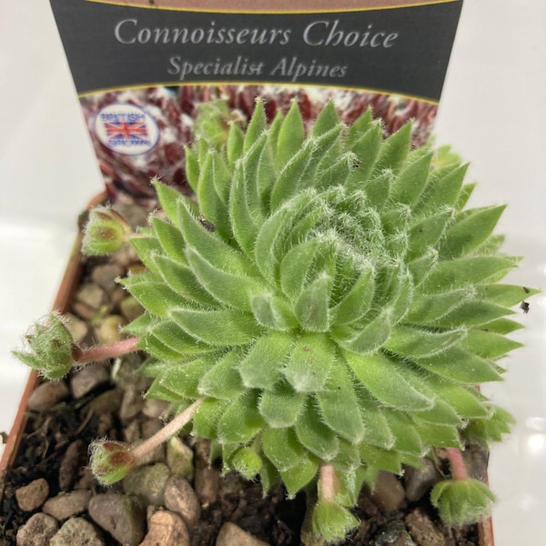 Sempervivum SPRITE Alpine Succulent Hens & Chicks Trough Plants Garden Houseleek in 7cm Plant Pot British Grown Garden Ready Perennial