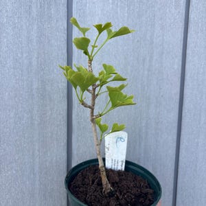 Ginkgo biloba Tree, Maidenhair Tree, Fossil Tree, Hardy Deciduous Unusual Conifer Tree Supplied in Plant Pot Pot, British Grown living Plant