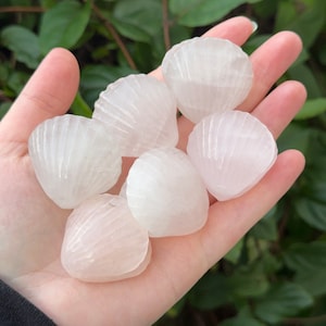 ONE Rose Quartz Shell Carving | ocean crystals, crystals for love, pink crystals