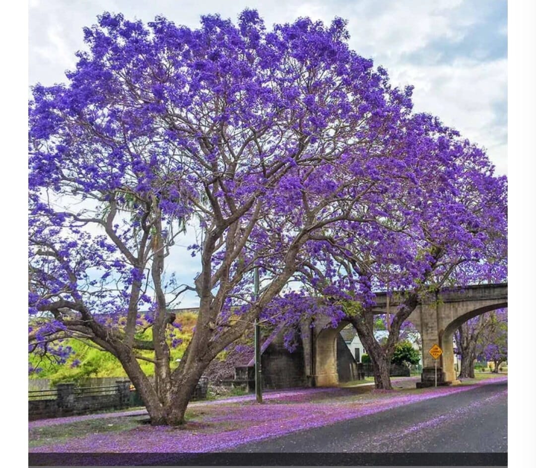 Jacaranda Tree Etsy