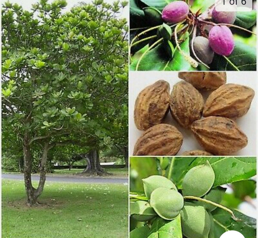 India Almond Tree Etsy