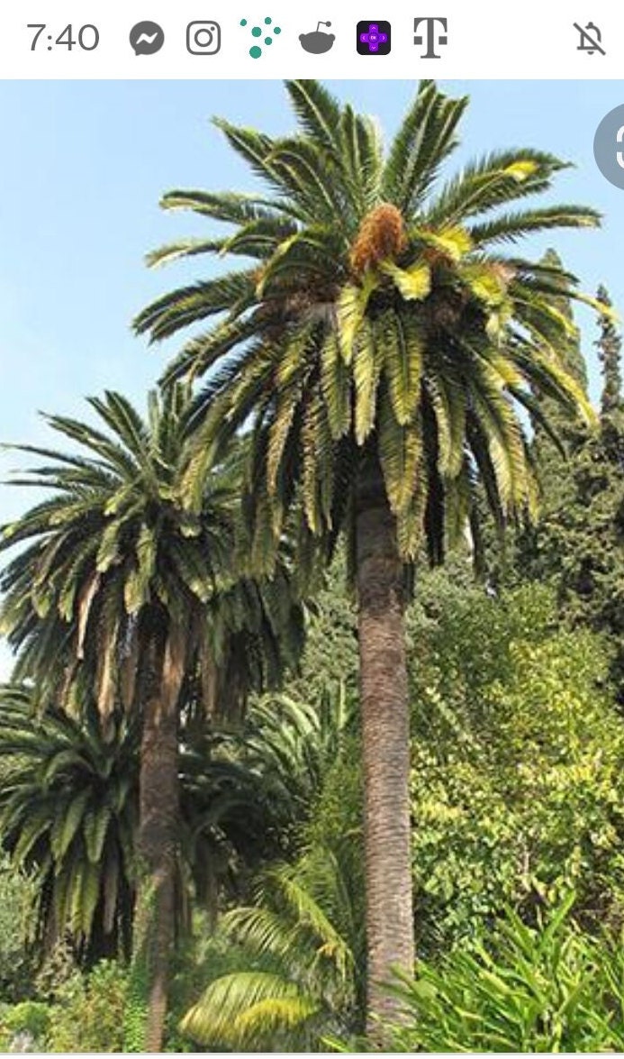 Canary Palm Tree Etsy