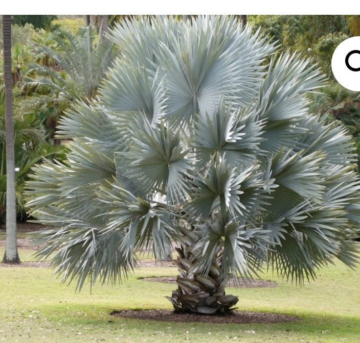 Bismarck Palm Tree Etsy