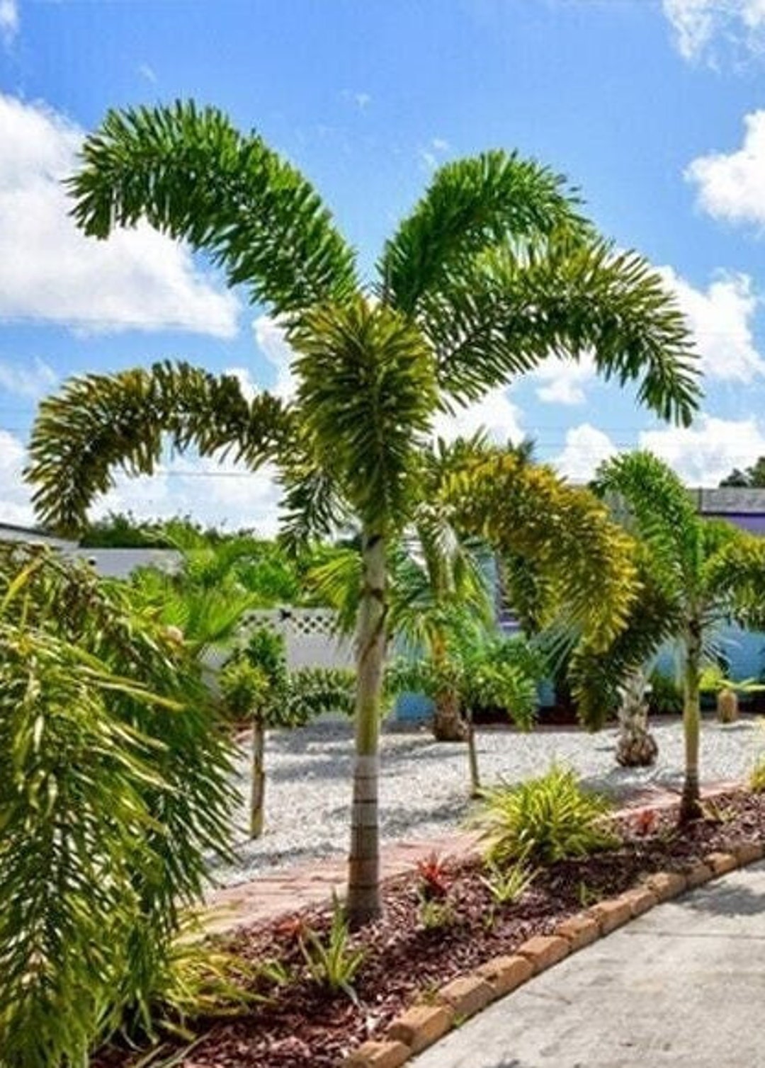 Foxtail Palm Etsy