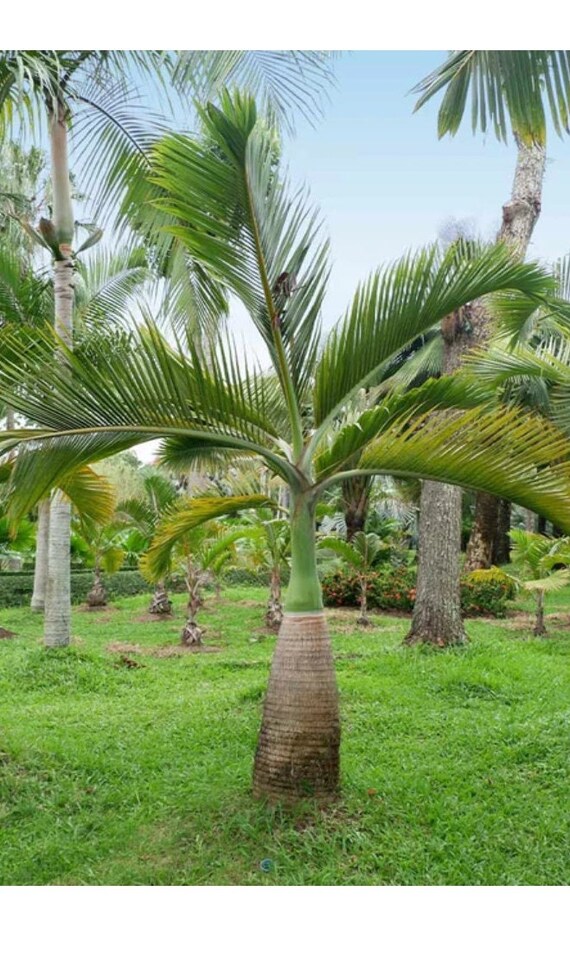 Bottle Palm Etsy Australia