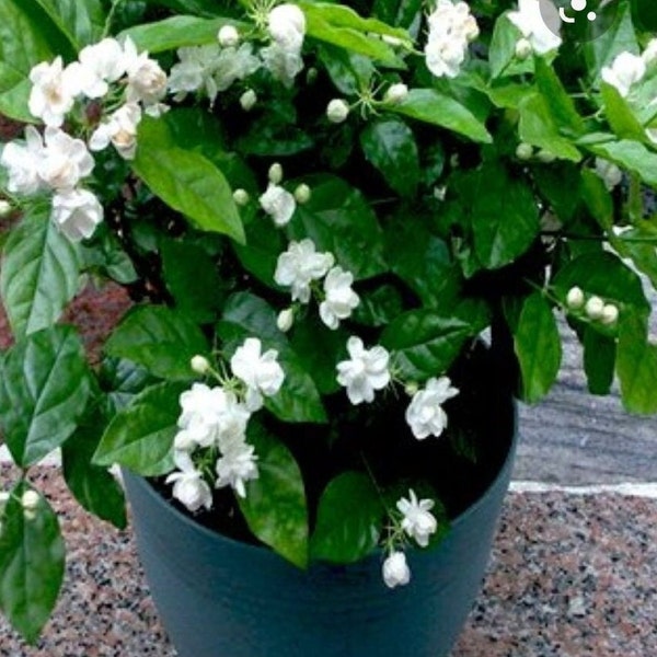 Duke of Tuscany Jasmine Plant Etsy