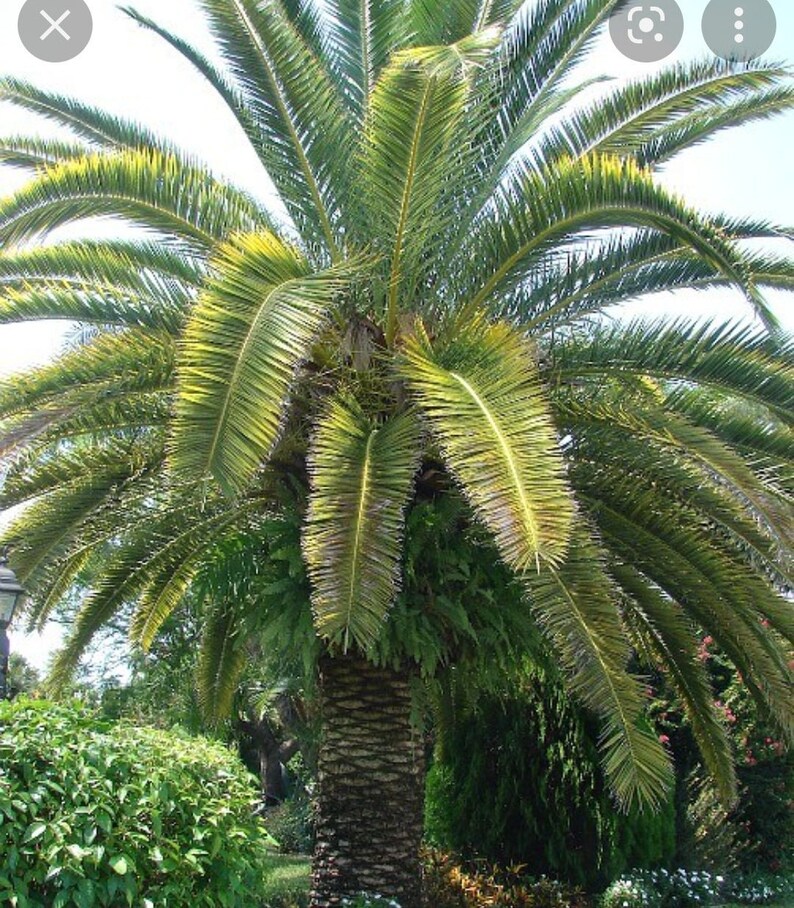 Canary Palm Tree Etsy
