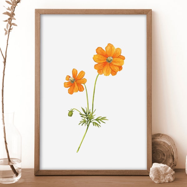 Downloadable Botanical Art Print Orange Cosmos Flower