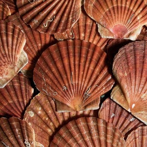 May include: A collection of overlapping scallop shells featuring a fan-shaped design with prominent radial ridges. The shells display a range of warm, earthy tones including reddish-brown, tan, and cream, with natural textures and variations.