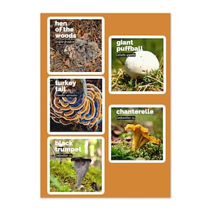 May include: A set of four mushroom stickers featuring illustrations of different types of mushrooms, including a hen of the woods, a giant puffball, a turkey tail, a chanterelle, and a black trumpet. Each sticker has the common name and scientific name of the mushroom.