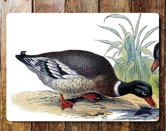 Pond life ducks drinking green plants metal sign plaque