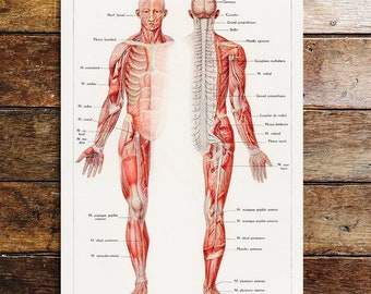 Full information on nerves of the body metal sign plaque