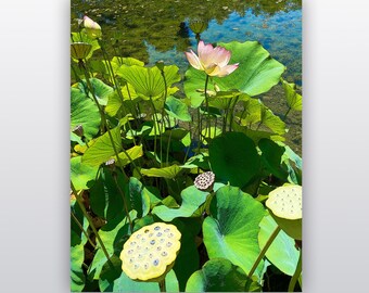 Santa Barbara Lotus Garden in Bloom unframed graphic print, lotus flowers and pods, housewarming gift, home/office decor, 5x7, 8x10, 11x14