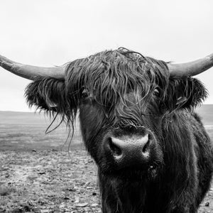 Highland cattle Scottish cow in black and white, vintage images, JPEG, download images, longhorn cow, canvas print download Bedroom Picture