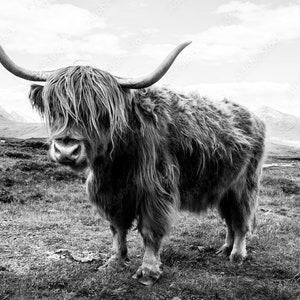 Wall Art Personalized Gifts, Wild Bull Horned, Highland Cow, Longhorn Scottish Highland Cattle, Wall Decor, Farmhouse Wall Art